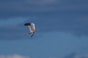 DPPhotography - Extremadura - Montagu's harrier - L