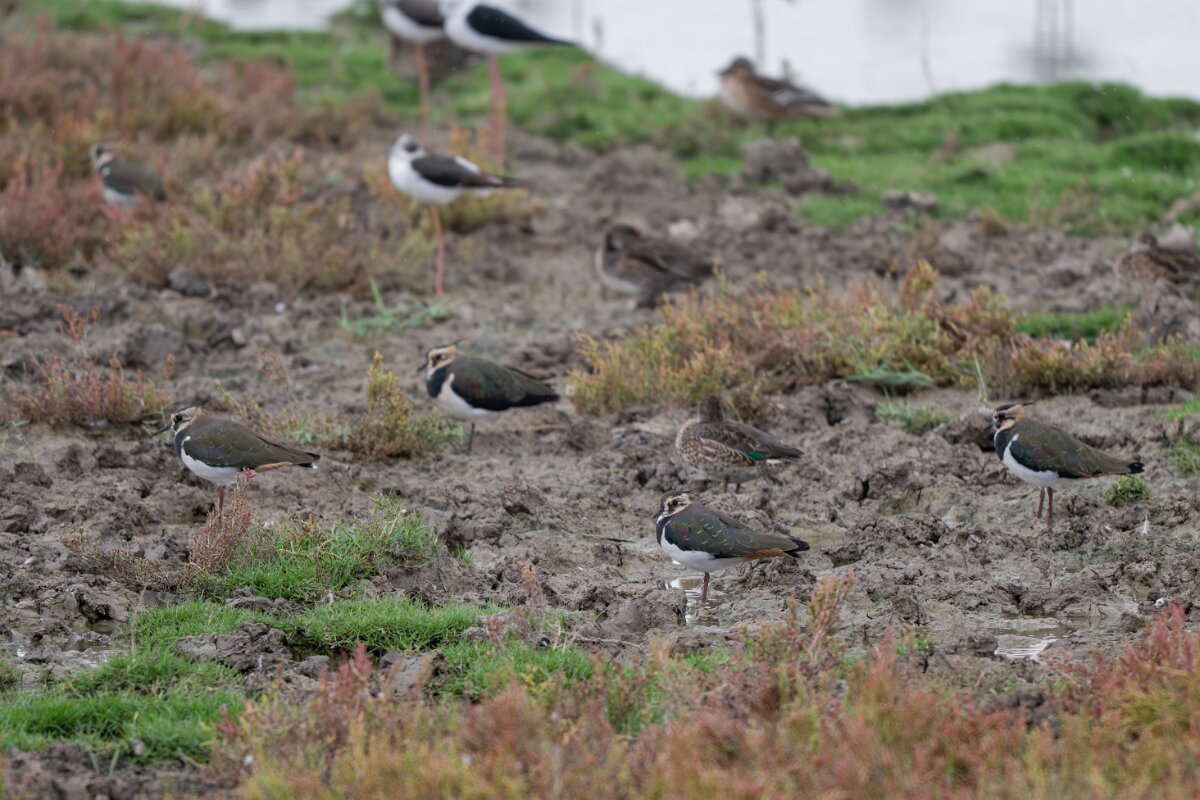 DPPhotography - Andalucia - Northern lapwing - A.jpg - Northern lapwing - Doñana National Park