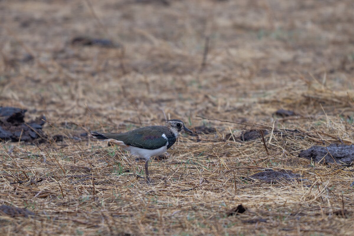 DPPhotography - Andalucia - Northern lapwing - B.jpg - Northern lapwing - Doñana National Park