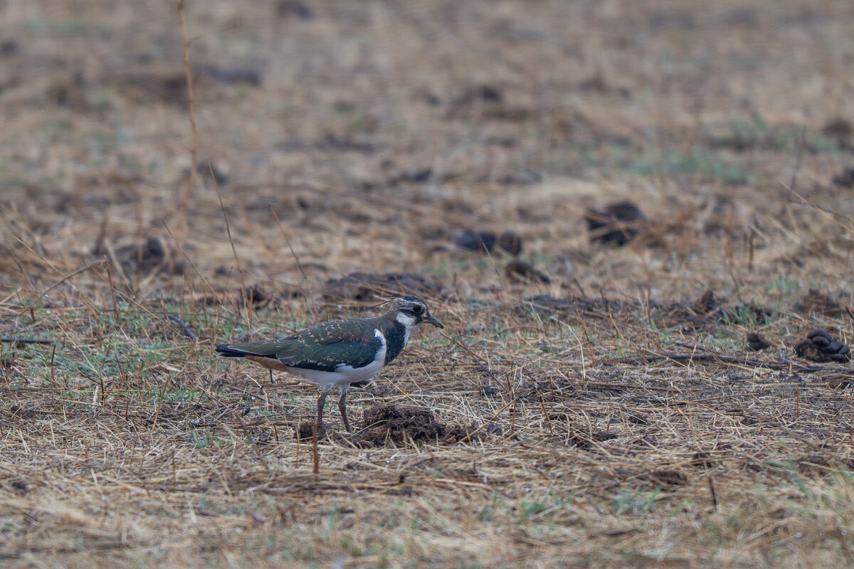 DPPhotography - Andalucia - Northern lapwing - C.jpg - Northern lapwing - Doñana National Park
