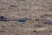 DPPhotography - Andalucia - Northern lapwing - B