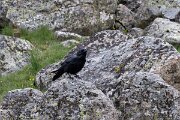 DPPhotography - Extremadura - Northern raven - A