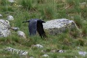 DPPhotography - Extremadura - Northern raven - B