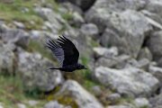 DPPhotography - Extremadura - Northern raven - D
