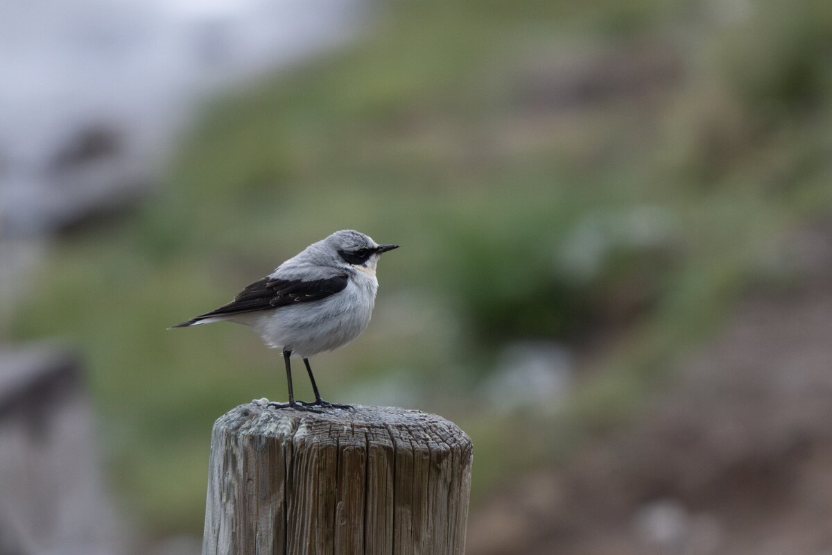 DPPhotography - Extremadura - Northern wheatear - D.jpg - Northern wheatear - Plataforma de Gredos, Castilla y León