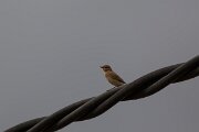 DPPhotography - Andalucia - Northern wheatear - A