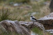 DPPhotography - Extremadura - Northern wheatear - B