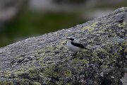 DPPhotography - Extremadura - Northern wheatear - F