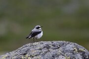 DPPhotography - Extremadura - Northern wheatear - G