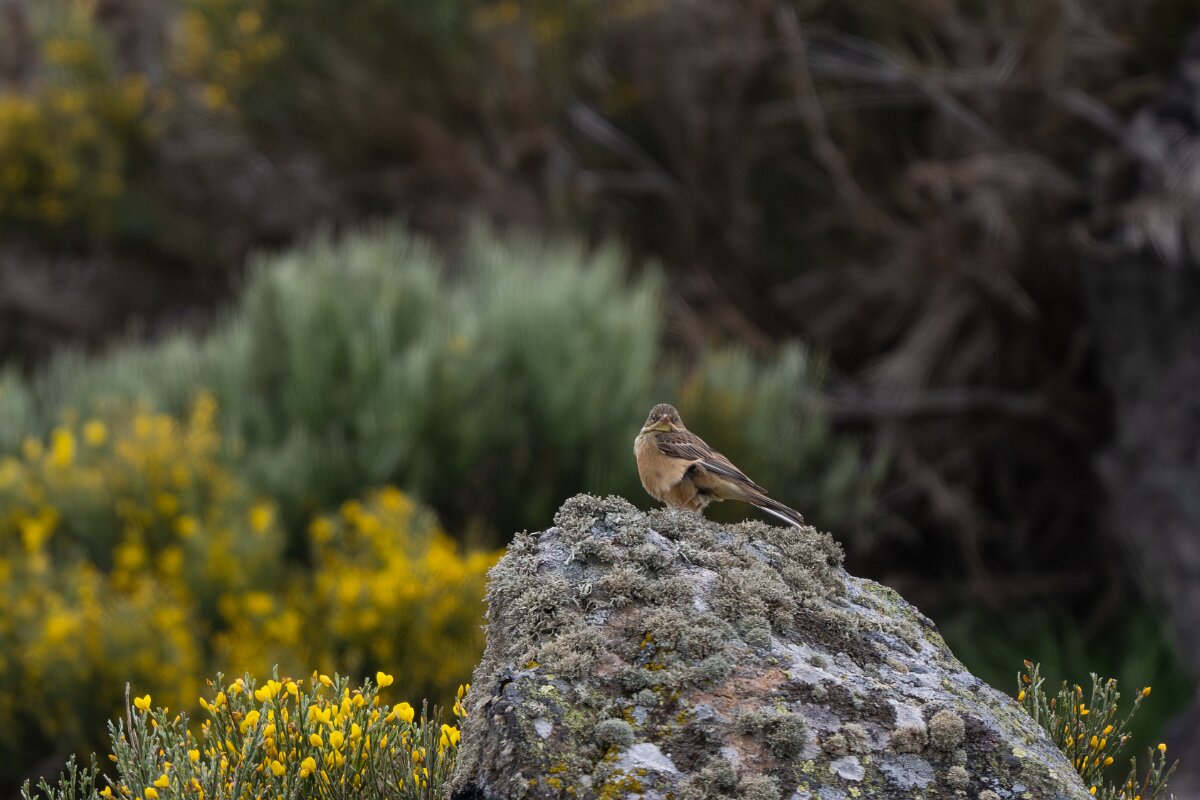 DPPhotography - Extremadura - Ortolan bunting - A.jpg - Ortolan bunting - La Covatilla, Sierra de Bejar, Castilla y León