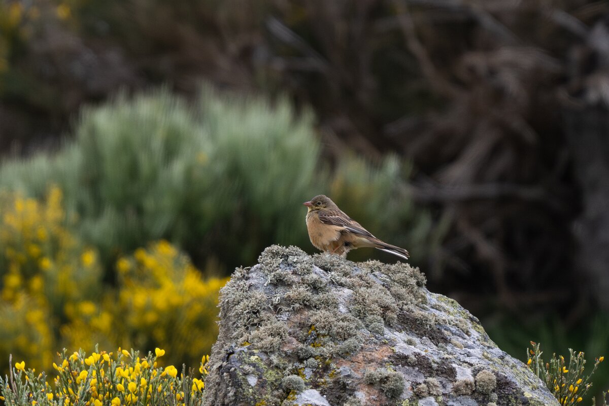 DPPhotography - Extremadura - Ortolan bunting - B.jpg - Ortolan bunting - La Covatilla, Sierra de Bejar, Castilla y León