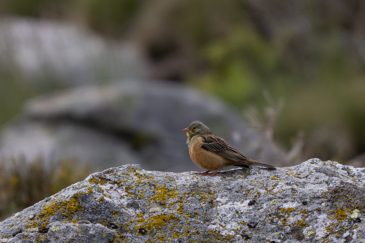 DPPhotography - Extremadura - Ortolan bunting - G.jpg - Ortolan bunting - Plataforma de Gredos, Castilla y León