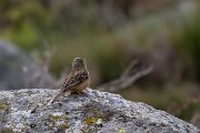 DPPhotography - Extremadura - Ortolan bunting - D