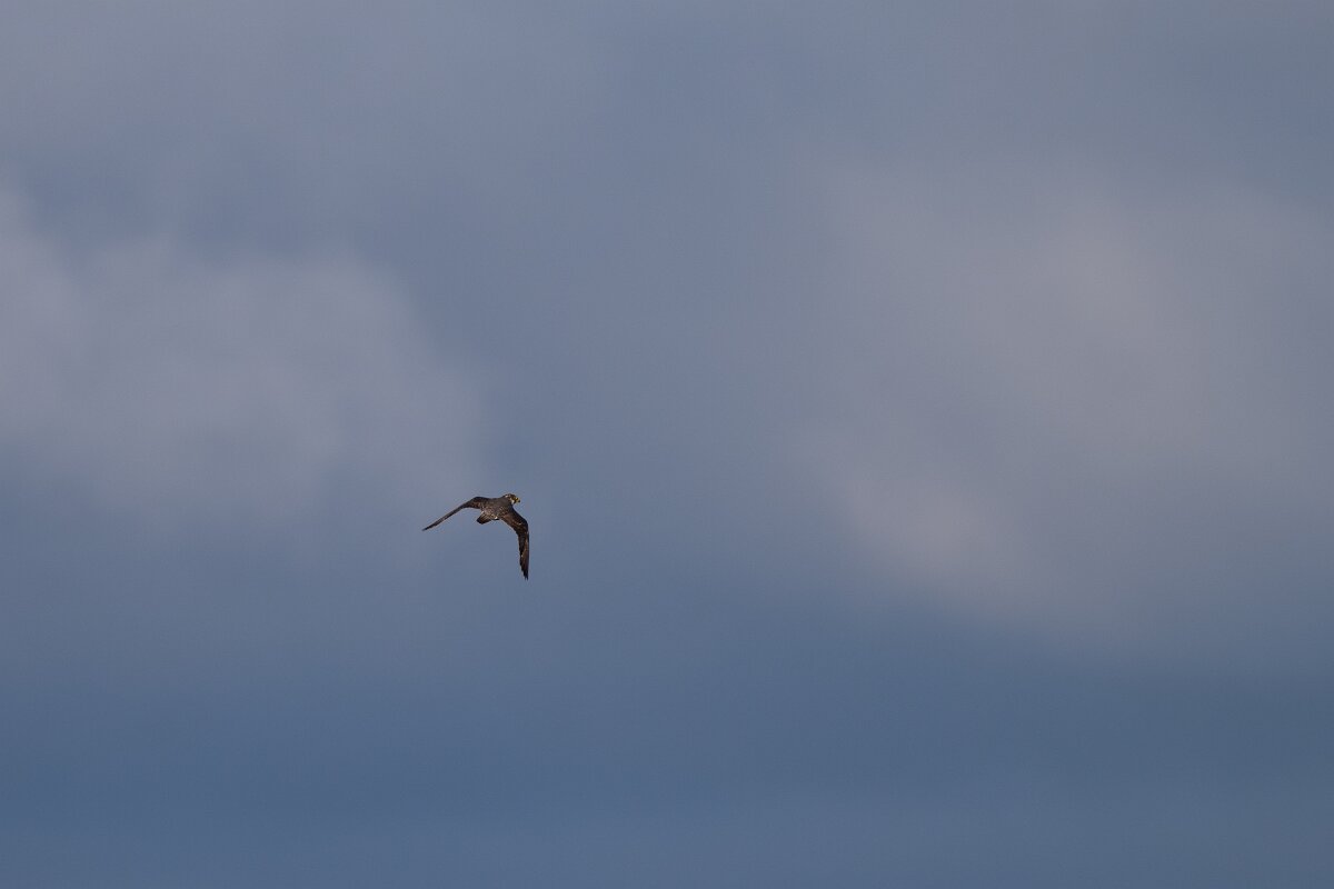 DPPhotography - Extremadura - Peregrine - C.jpg - Peregrine - Castillo de Monfrague, Extremadura