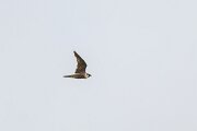 DPPhotography - Extremadura - Peregrine - E
