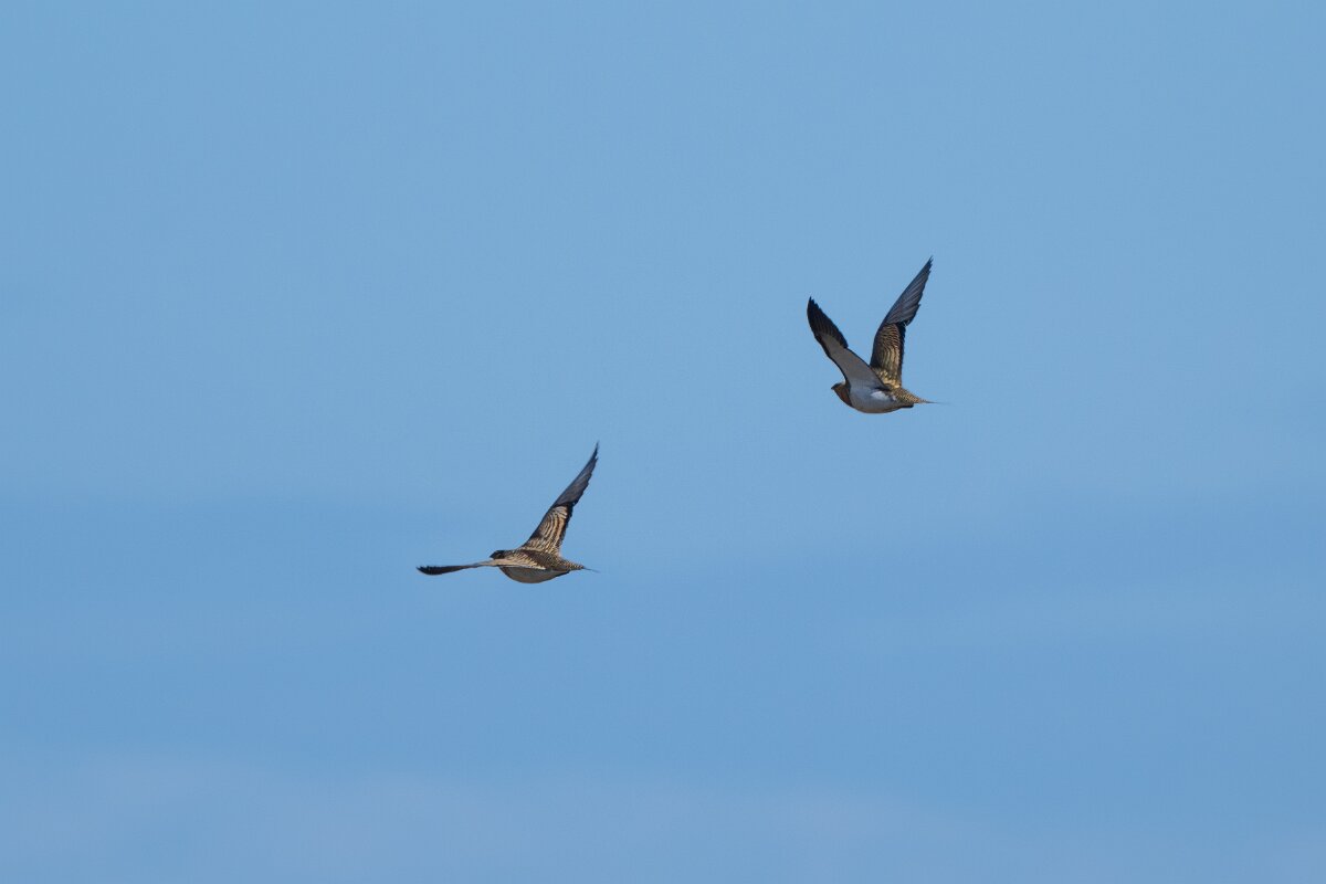 DPPhotography - Extremadura - Pin-tailed sandgrouse - D.jpg - Pin-tailed sandgrouse - Trujillo Plains, Extremadura
