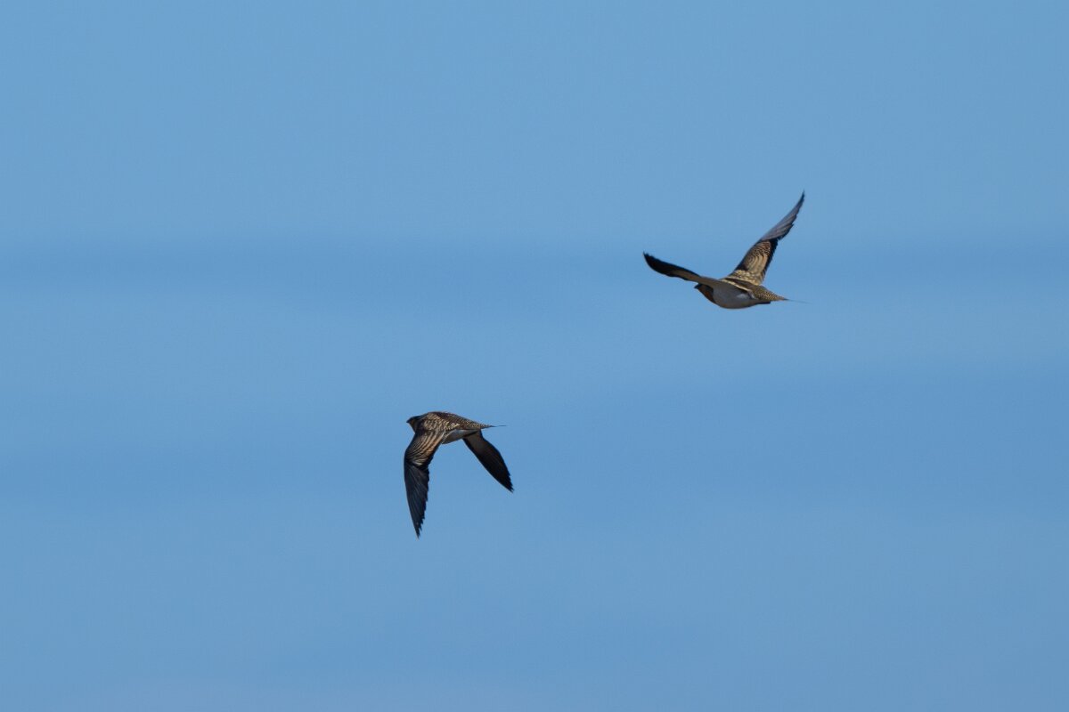 DPPhotography - Extremadura - Pin-tailed sandgrouse - E.jpg - Pin-tailed sandgrouse - Trujillo Plains, Extremadura