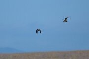 DPPhotography - Extremadura - Pin-tailed sandgrouse - B