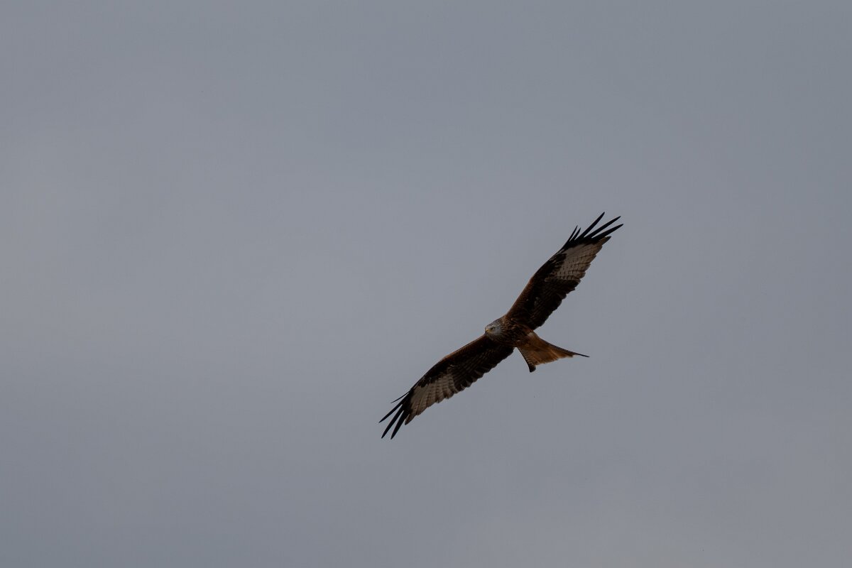 DPPhotography - Andalucia - Red kite - B.jpg - Red kite - Doñana National Park