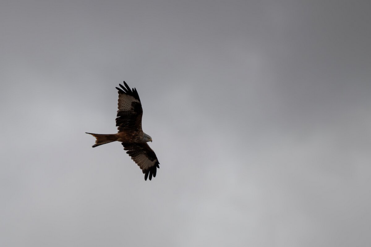 DPPhotography - Andalucia - Red kite - E.jpg - Red kite - Doñana National Park
