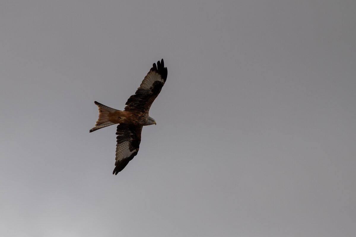 DPPhotography - Andalucia - Red kite - F.jpg - Red kite - Doñana National Park