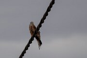 DPPhotography - Andalucia - Red kite - D