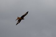 DPPhotography - Andalucia - Red kite - G