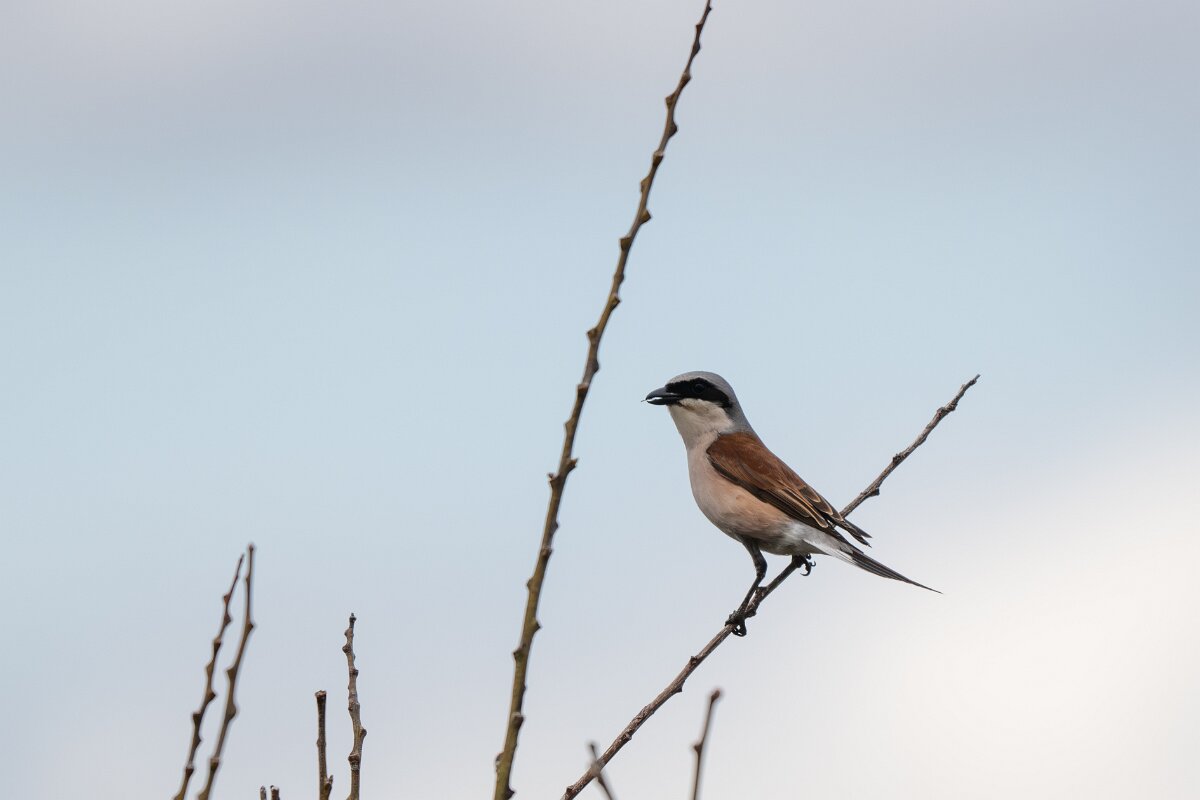 DPPhotography - Extremadura - Red-backed shrike - A.jpg - Red-backed shrike - La Covatilla, Sierra de Bejar, Castilla y León