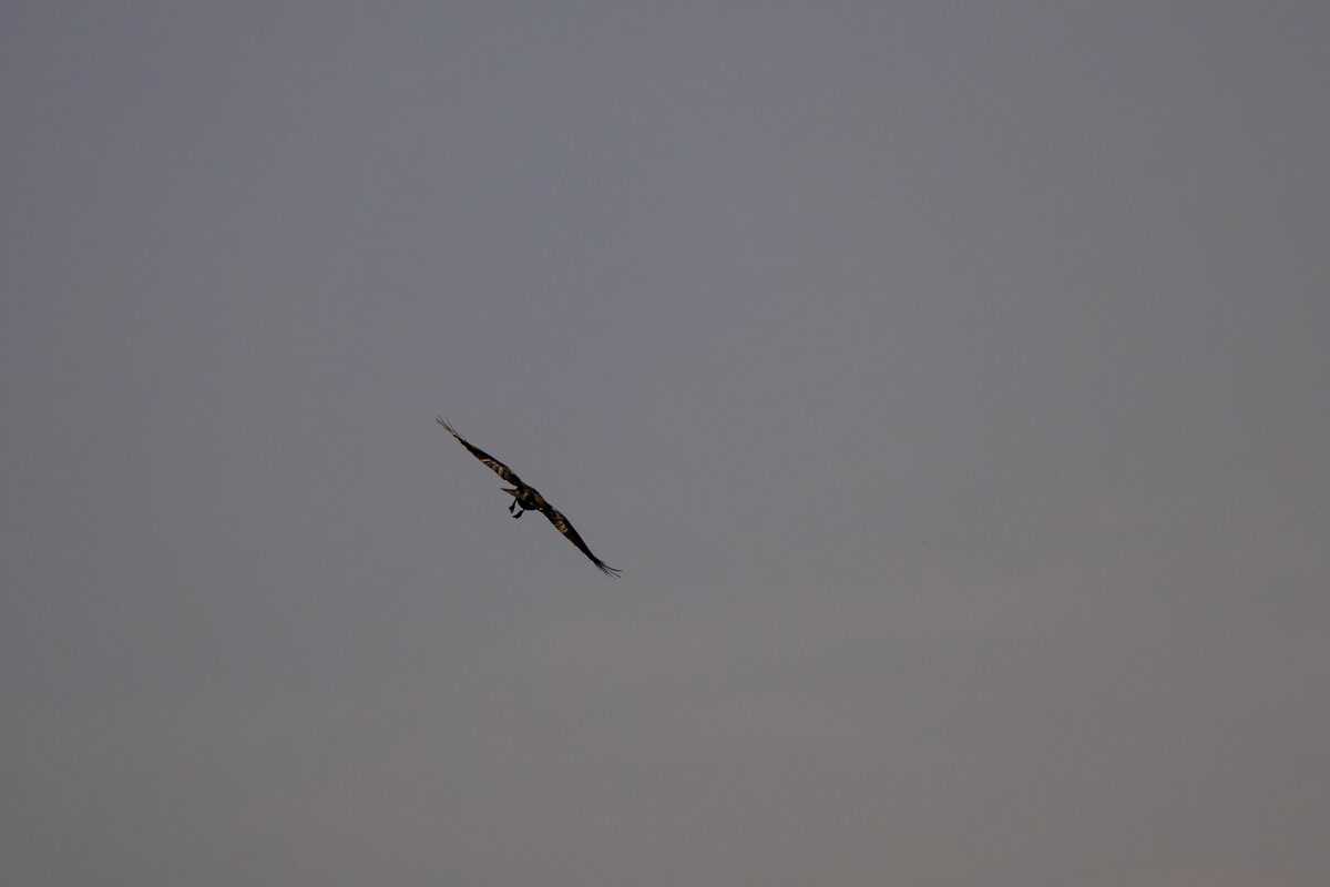 DPPhotography - Andalucia - Red-billed chough - A.jpg - Red-billed chough - Sierra de Andújar