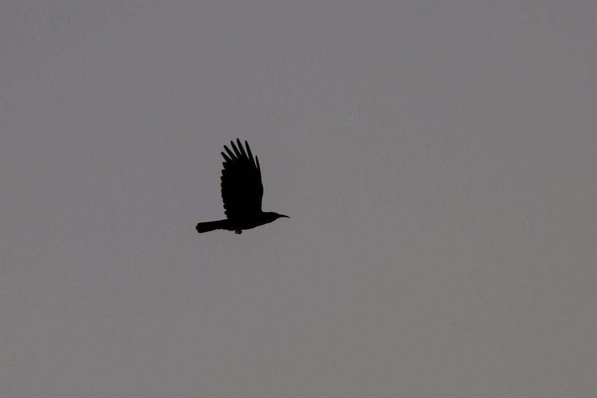 DPPhotography - Andalucia - Red-billed chough - C.jpg - Red-billed chough - Sierra de Andújar