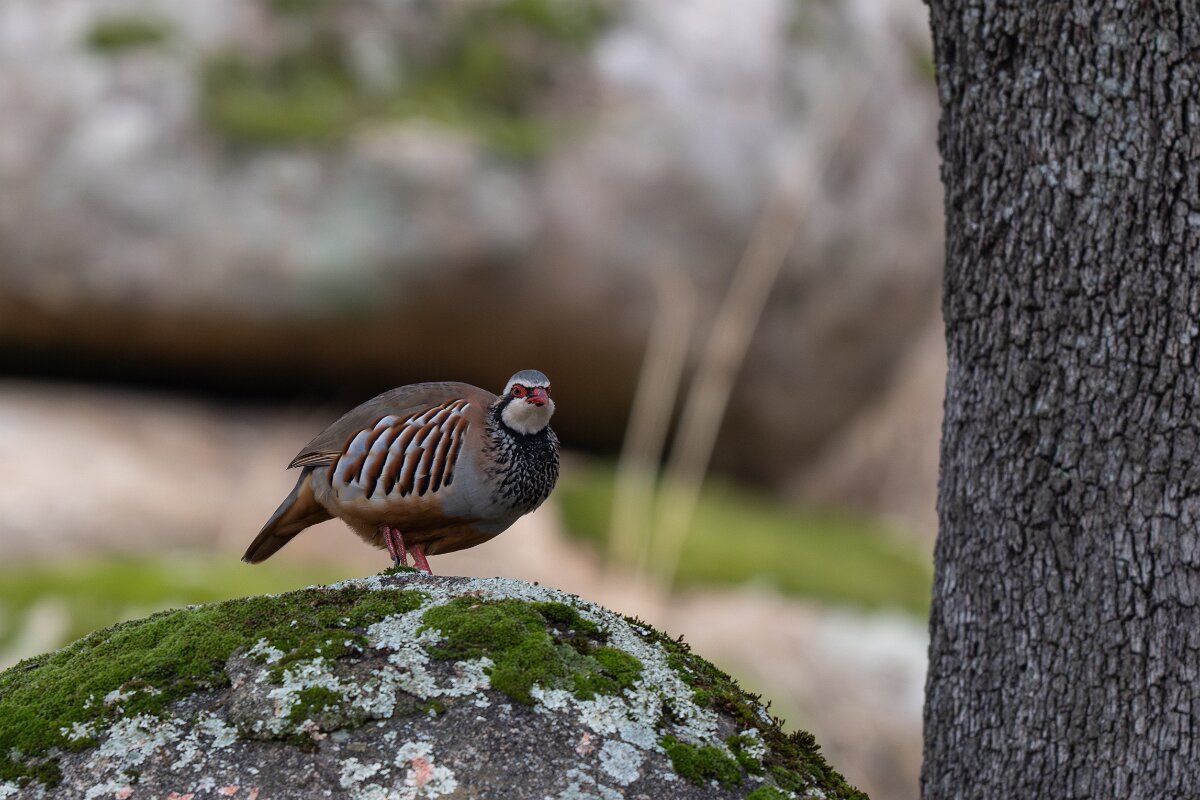 DPPhotography - Andalucia - Red-legged partridge - B.jpg - Red-legged partridge - Sierra de Andújar