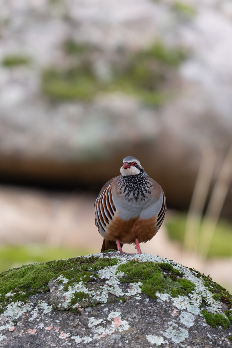 DPPhotography - Andalucia - Red-legged partridge - C.jpg - Red-legged partridge - Sierra de Andújar
