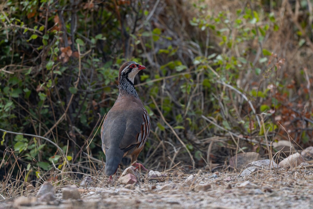 DPPhotography - Andalucia - Red-legged partridge - E.jpg - Red-legged partridge - Sierra de Andújar