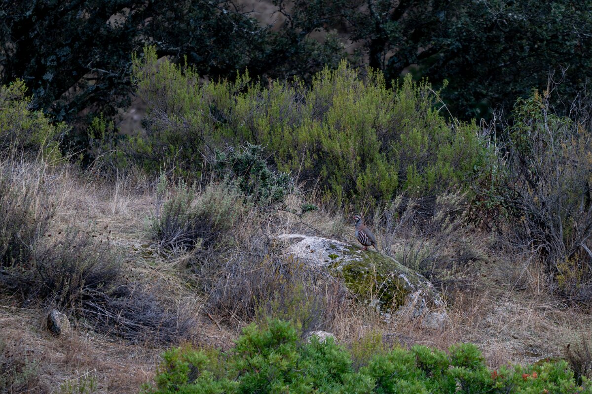 DPPhotography - Andalucia - Red-legged partridge - G.jpg - Red-legged partridge - Sierra de Andújar
