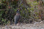 DPPhotography - Andalucia - Red-legged partridge - E