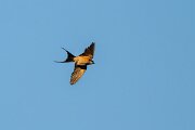 DPPhotography - Extremadura - Red-rumped swallow - C