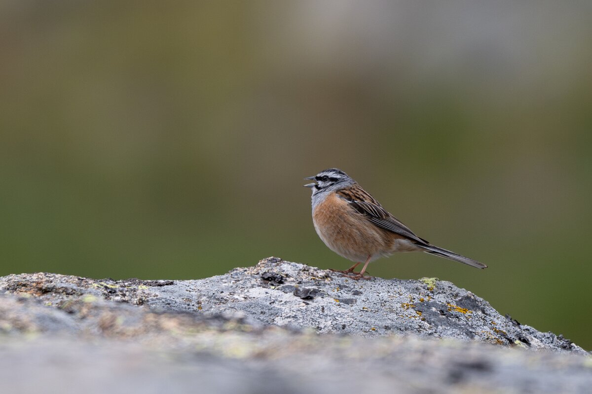 DPPhotography - Extremadura - Rock bunting - C.jpg - Rock bunting - Plataforma de Gredos, Castilla y León