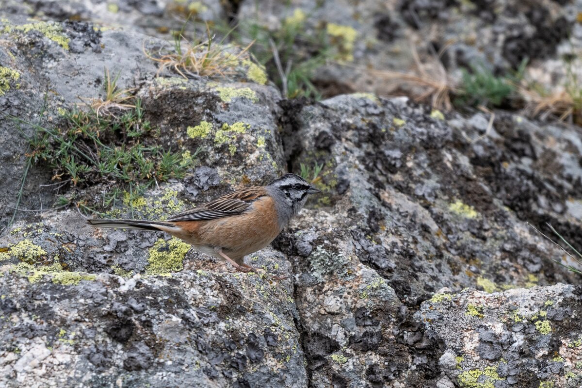 DPPhotography - Extremadura - Rock bunting - E.jpg - Rock bunting - Plataforma de Gredos, Castilla y León