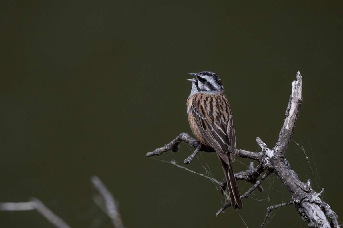 DPPhotography - Extremadura - Rock bunting - H.jpg - Rock bunting - Portilla del Tietar, Extremadura