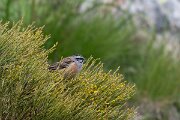 DPPhotography - Extremadura - Rock bunting - B