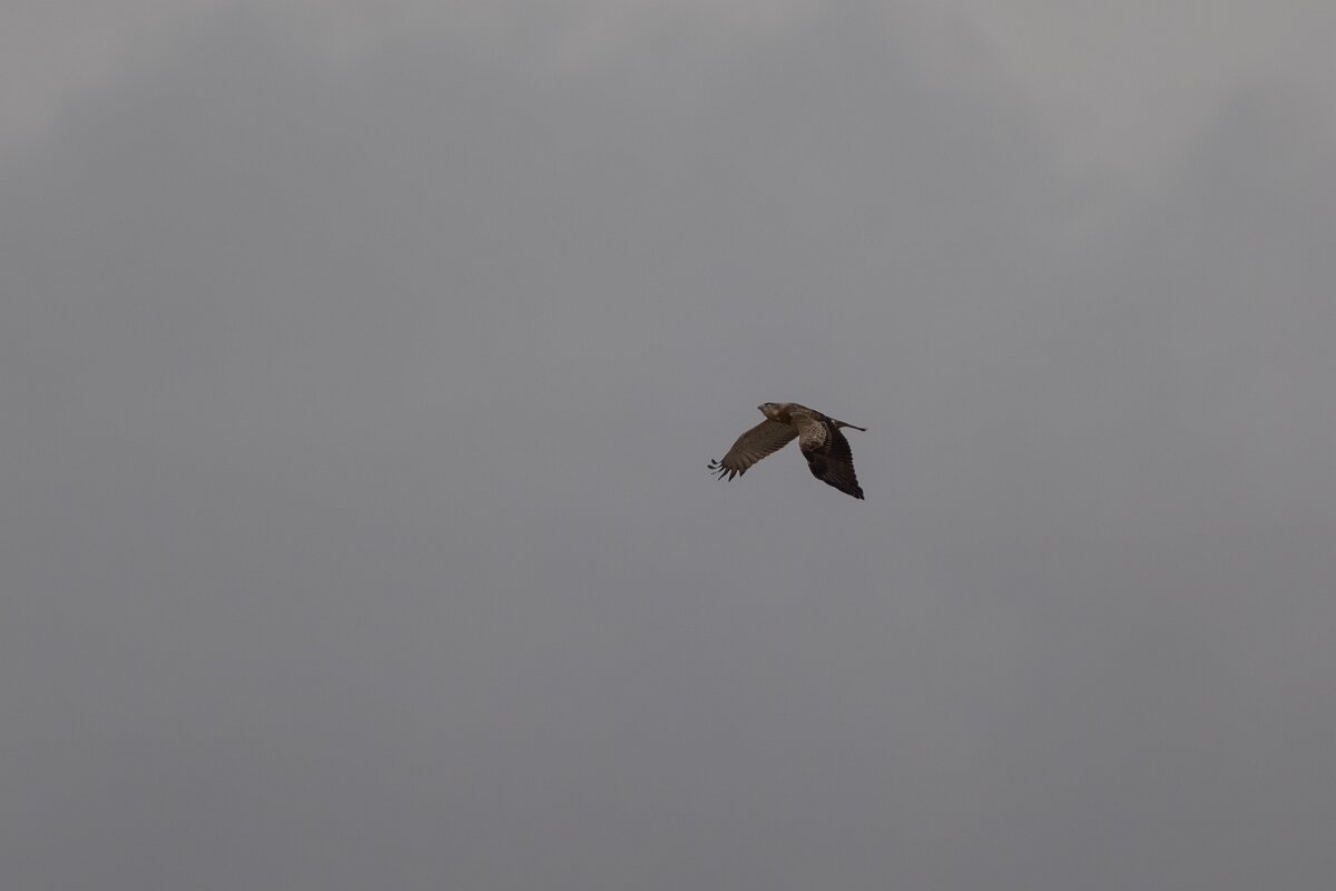 DPPhotography - Andalucia - Short-toed snake-eagle - A.jpg - Short-toed snake eagle - Doñana National Park