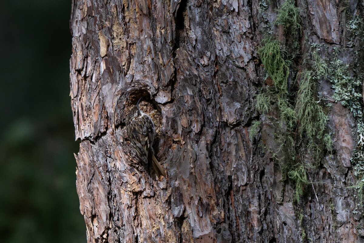 DPPhotography - Extremadura - Short-toed snake eagle - D.jpg - Short-toed treecreeper - Parador de Gredos, Castilla y León