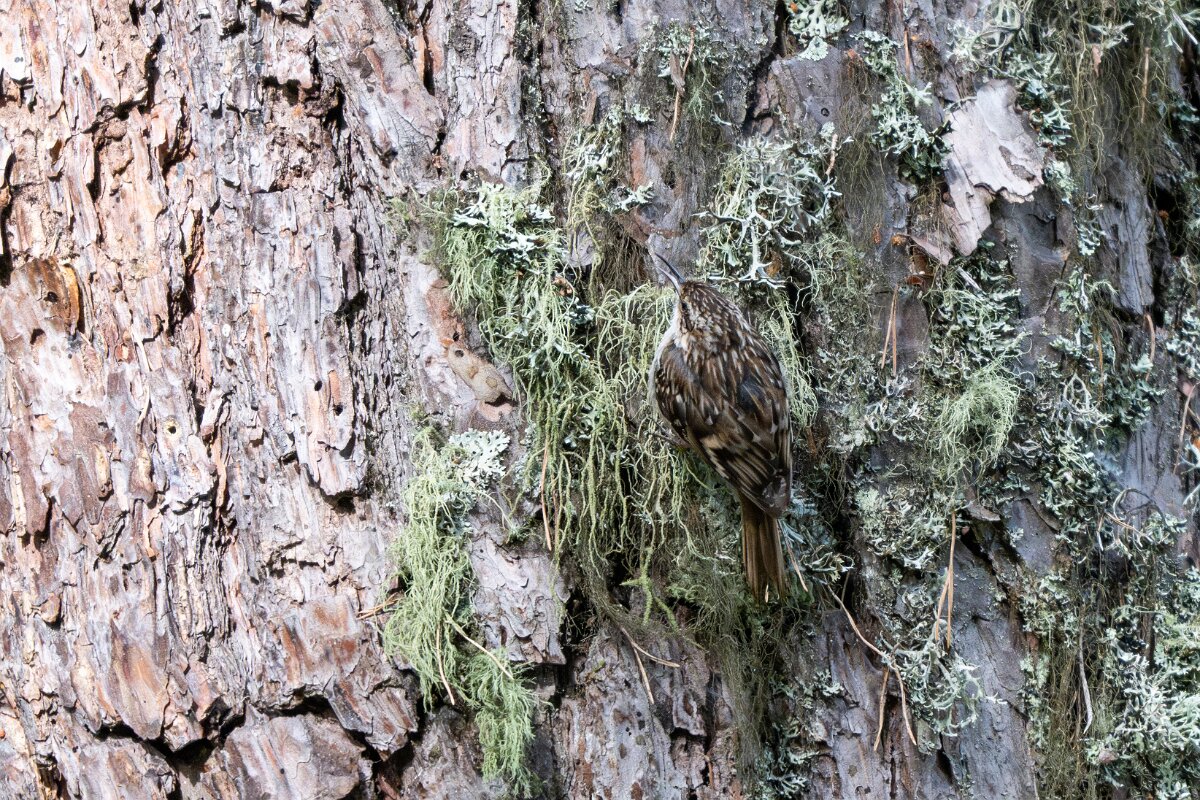 DPPhotography - Extremadura - Short-toed snake eagle - E.jpg - Short-toed treecreeper - Parador de Gredos, Castilla y León