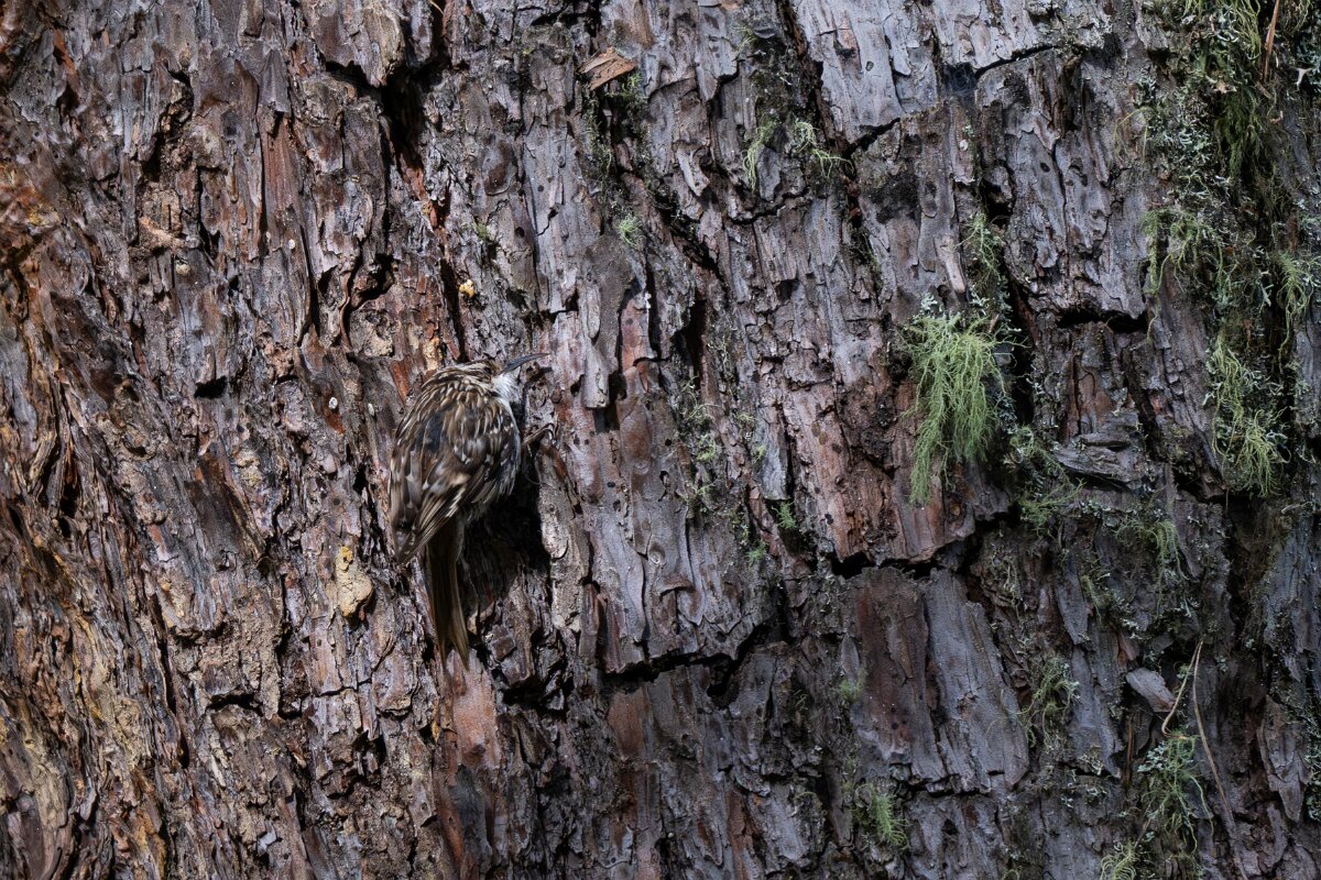 DPPhotography - Extremadura - Short-toed snake eagle - F.jpg - Short-toed treecreeper - Parador de Gredos, Castilla y León