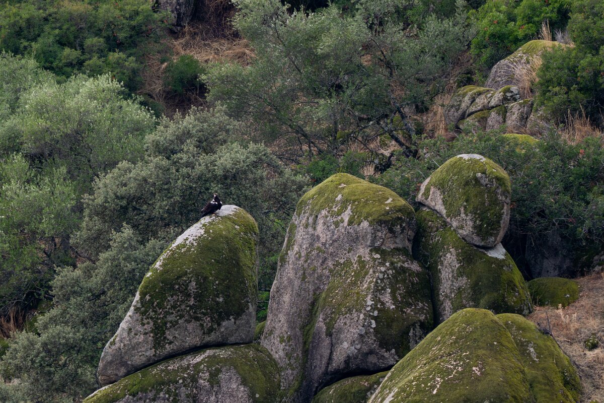 DPPhotography - Andalucia - Spanish imperial eagle - A.jpg - Spanish imperial eagle - Sierra de Andújar