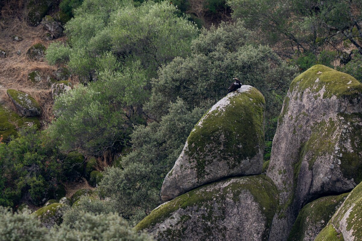 DPPhotography - Andalucia - Spanish imperial eagle - B.jpg - Spanish imperial eagle - Sierra de Andújar