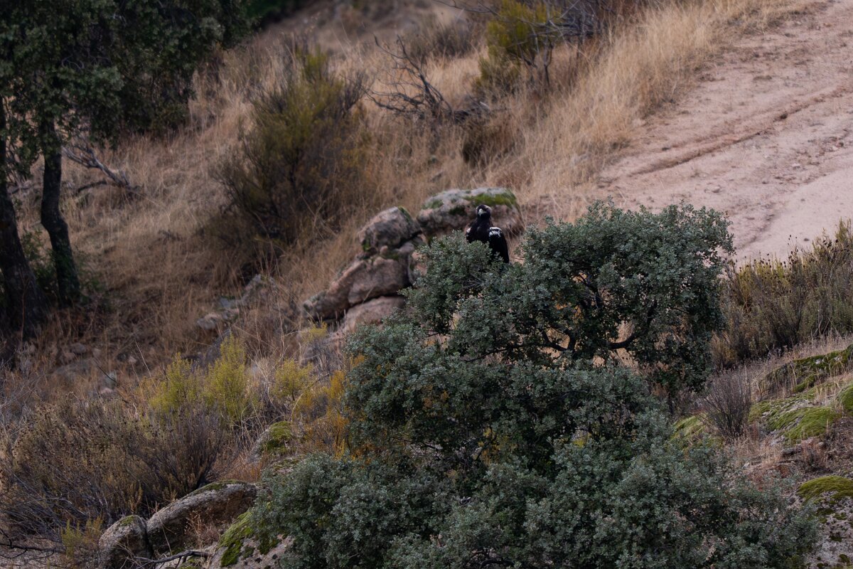 DPPhotography - Andalucia - Spanish imperial eagle - D.jpg - Spanish imperial eagle - Sierra de Andújar