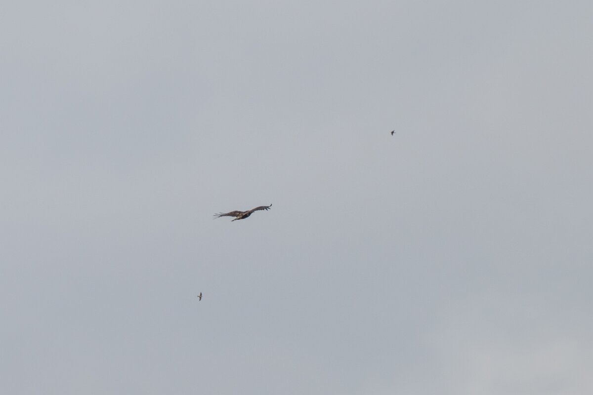 DPPhotography - Extremadura - Spanish imperial eagle - A.jpg - Spanish imperial eagle - Portilla del Tietar, Extremadura