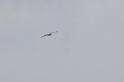 DPPhotography - Extremadura - Spanish imperial eagle - F