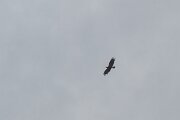 DPPhotography - Extremadura - Spanish imperial eagle - G